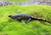 mlok skvrnitý (Obojživelníci), Salamandra salamandra (Amphibia)